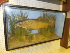 A stuffed and mounted Trout set in natur