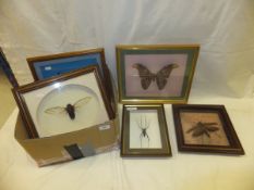 Five framed displays of insects and butt
