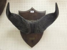 A pair of Dwarf Bush Buffalo horns, moun