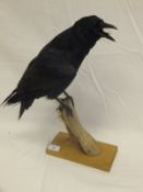 A modern stuffed and mounted Black Crow