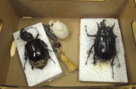 Two mounted beetles, seahorse, etc