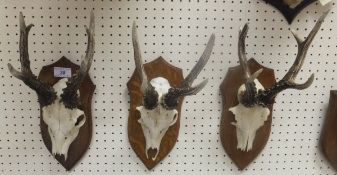 A set of three Roe Deer skulls set on oa