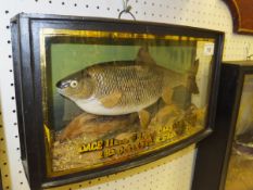 A stuffed and mounted Dace in naturalistic setting, housed in a bow fronted glazed display case,