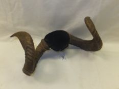 A pair of ram's horns with velvet covere