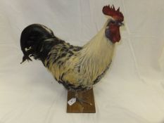 A modern stuffed and mounted Light Sussex Cockerel on an oak plinth base, bears label "M J Ball