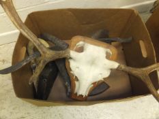 A box containing various horns and deer