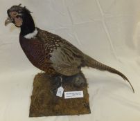 A modern stuffed and mounted Ring-necked