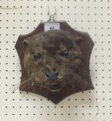 An early 20th Century stuffed and mounte