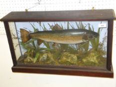 A stuffed and mounted Trout, in naturali