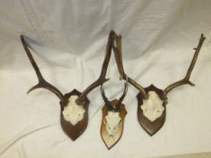 One set of Roe Deer antlers mounted on a