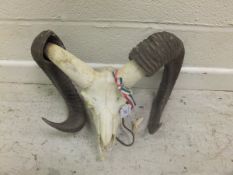 A Mouflon Ram's skull and horns together