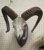 A Mouflon Ram's skull with horns set on