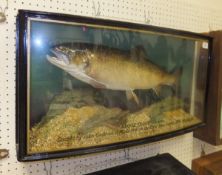 A stuffed and mounted Trout in naturalis