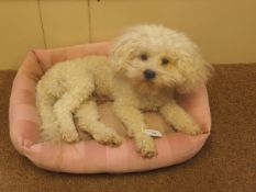"Alfie" - a stuffed Bichon Frisé CONDITION REPORTS NB Dog bed not included