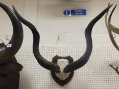 A pair of modern Kudu horns mounted on a