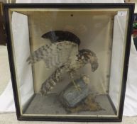 A Victorian stuffed and mounted Hawk wit