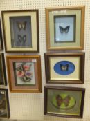 A collection of five various framed and glazed displays of Butterflies CONDITION REPORTS General