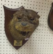 A stuffed and mounted Spicer Otter mask, set on a shield shaped plaque, bears ivorine label
