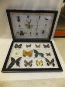 A framed and glazed display of butterfli