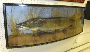 A stuffed and mounted Pike in naturalistic setting and bow fronted display case, inscribed "Caught