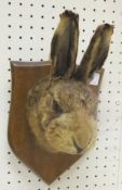 A stuffed and mounted Hare mask, set on