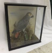 A stuffed and mounted African Grey Parro