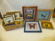 Ten cases of assorted butterflies
