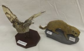 A stuffed and mounted Weasel set on a st