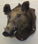 A stuff and mounted Wild Boar's head on