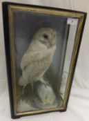 An early 20th Century stuffed and mounte