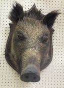 A stuffed and mounted Boar's head on shi