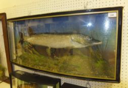 A stuffed and mounted Pike in bow fronte