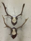 Two pairs of Fallow Deer antlers set on
