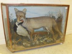 A Victorian stuffed and mounted Fox with