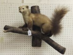 A 20th Century stuffed and mounted Pine