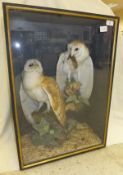 Two modern stuffed and mounted Barn Owls