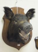 A stuffed and mounted Boar's head, set o