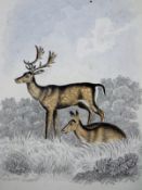 ADAM EAST (19th Century) "Fallow Deer",