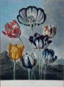 AFTER PHILIP REINAGLE (1775-1862) "Tulips", coloured engraving by Earlom, published May 1st 1798