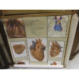 "The Heart" and "The Lymphatic System",