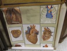 "The Heart" and "The Lymphatic System",