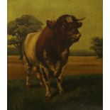 ENGLISH SCHOOL "Study of a bull in field", oil on panel, unsigned CONDITION REPORTS Overall quite