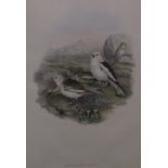 WITHDRAWN Ten assorted colour prints of birds inscribed J Gould & HC Richter,