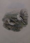 WITHDRAWN Ten assorted colour prints of birds inscribed J Gould & HC Richter,