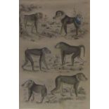 AFTER MILNE "Cynocephalus, Baboons", colour engravings, together with three other similar,