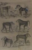 AFTER MILNE "Cynocephalus, Baboons", colour engravings, together with three other similar,