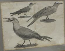 AFTER HENRI JOSEPH REDOUTE "Zoologie Oiseaux par J C Savigny", black and white engravings,