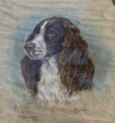 MARJORIE COX (1915-2003) "Heather", study of Springer Spaniel, pastel, signed lower right,