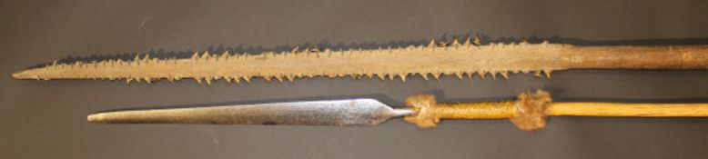 A 19th Century Gilbert Islands hardwood and sharks tooth embellished whaling harpoon, 159.5 cm