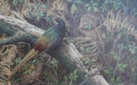 KEN TURNER (1926- ) "Melanistic cock pheasant and two hens amongst bracken and brambles",